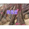 昭通海棠苗批发*海棠苗木&海棠苗基地*海棠苗哪里有出售