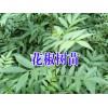 云南红花椒苗@求购无刺花椒苗%昭通花椒苗批发*如何培育花椒苗