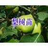 云南梨树苗批发%梨树苗品种*梨树苗价格*梨树苗怎么样?
