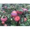 苹果树苗*云南苹果树苗基地直销价格&苹果树苗多少一棵?