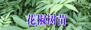 云南花椒树苗多少一棵