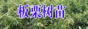 云南板栗树苗