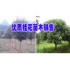【八月桂】29CM哪卖?金桂银桂供应087164155848