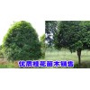 广西大的桂花苗圃金桂和银桂打包保本就卖13888204078