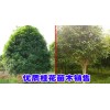 桂花苗&430余亩桂花苗木2万株&0871-64155848