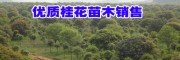 桂林苗圃整体出售介绍
