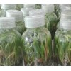 白芨所属品种均为紫花三叉大白芨