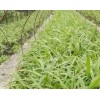 大理白芨供应信息_白芨种植企业