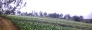 云南产地洋芋参考价格