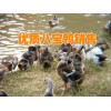 鸭行情