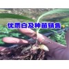 云南白芨鲜货种苗_版纳白芨价格