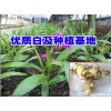 红河/大理白芨_白芨苗培育石斛/金线莲/黄精公司