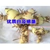 白芨苗基地直销_黄精、白芨、金铁锁，铁皮石斛等中药材