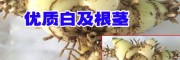 云南优质白芨(图片)