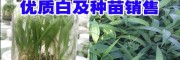 云南优质白及种苗(评价)