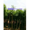 云南华山松树木/ 红叶石楠绿化树木介绍/ 滇润楠供求信息