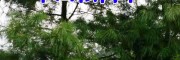 云南滇润楠树(图片)