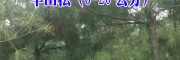 云南哪里有华山松卖师宗县竹台青园林苗木基地
