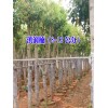 8公分 红叶石楠苗圃基地_2016红叶石楠绿化苗行情/评价