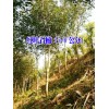 云南华山松销售_曲靖华山松种植苗圃