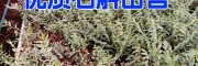 建水铁皮石斛报种植户报价400-6633-626