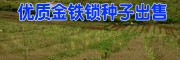 红河建水金铁锁种子报价