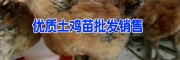 昆明鸡苗批发(图片)