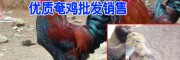 嵩明土鸡多少一斤