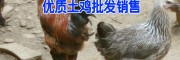嵩明鸡苗销售价