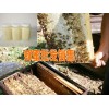 云南蜂蜜批发销售|蜂蜜供应商: 087164155848