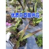 如何选购白芨种苗&白芨中药材小苗&
