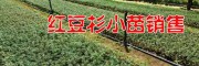 保山腾冲红豆格苗木(图片/评价/参数)