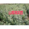 昭通山樱桃苗木%云南山樱桃树苗怎么卖？适合云南种植山樱桃树苗