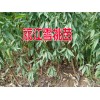 适合云南昭通种植的雪桃树苗#昭通雪桃树苗多少一棵？