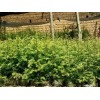 腾冲3-6年红豆杉小苗%哪里有3-6年红豆杉树苗销售