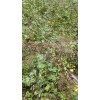 哪里有云南黄草乌种植户&云南黄草乌价格