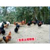 昭通土杂鸡市场价格◆云南土杂鸡市场价◆昭通土杂鸡养殖分布信息