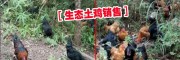 昭通土鸡批发价格(20元每斤)
