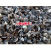 丽江大安乡草乌小苗什么价格?丽江直杆草乌种苗多少一斤?