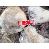 丽江永胜魔芋种子(一代)&魔芋丽江种子报价