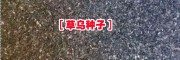 产地2016草乌种子多少一斤