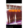 银柳又名桂香柳@优质银柳(桂香柳)批发市场_桂香柳基地直销