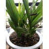 昆明三叉大白芨哪里销售_三叉大白芨市场报表_三叉大白芨