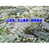 |云南文山山豆根多少钱一斤|文山种子供应商|文山/贵州山豆根