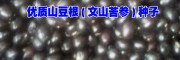 文山麻栗坡山豆根（文山苦参）