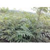 云南供应香椿苗的价格/香椿苗批发信息