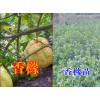 哪里的香橼苗好_厂家批发