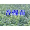 香橼苗哪里出售|香橼苗多少钱一株_厂家批发