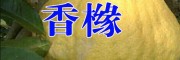 大理50-80公分香橼树苗