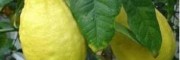 大理永平香橼供求信息